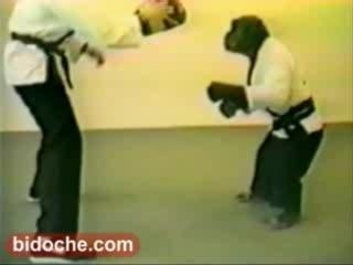 singe karaté énorme