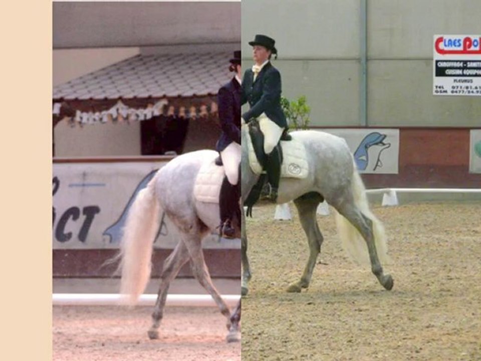 châtelet MCIB 27_6_2010 dressage chevaux PRE