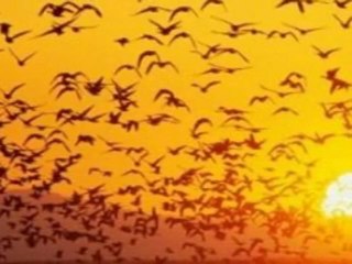 Utanırım Efendim Muhammed Kaya