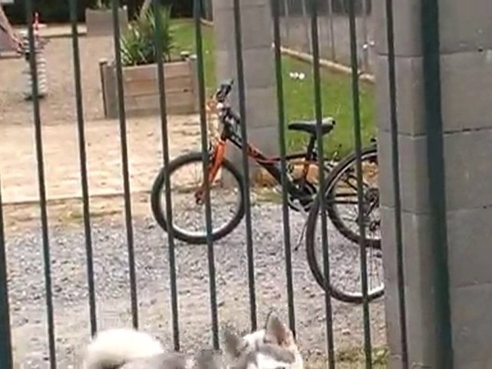 Douchka ( 8 mois)  fait du sport avec son papa