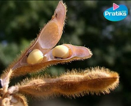 Comment bien se nourrir : le soja