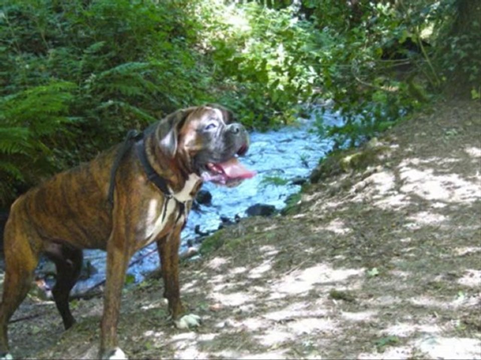 chien
