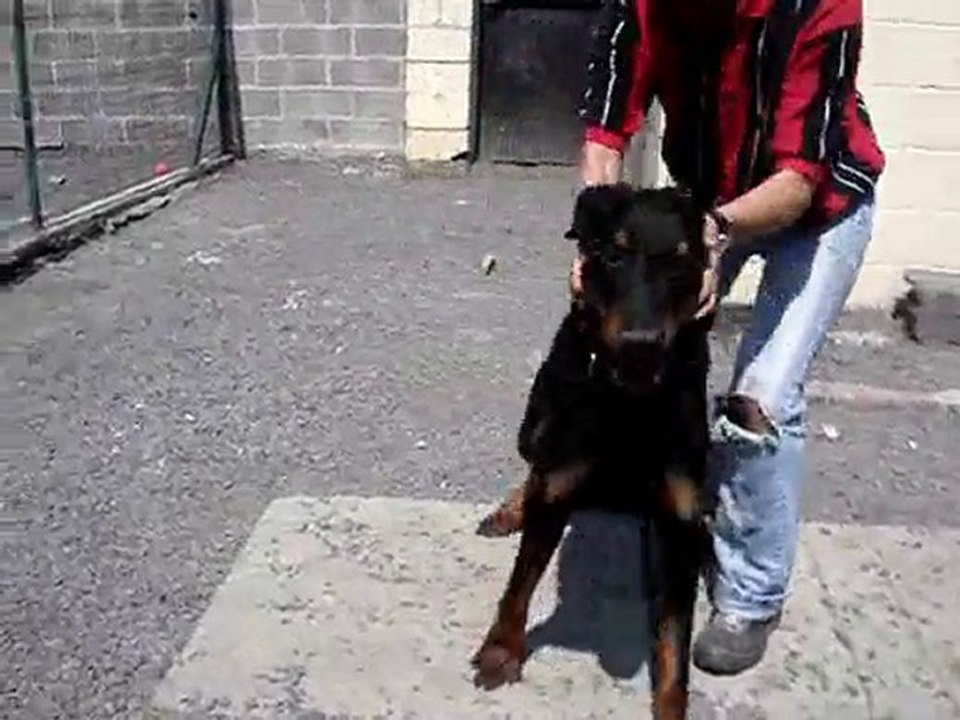 beauceron