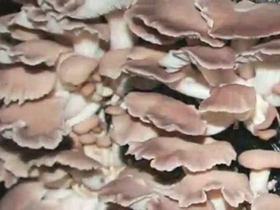 Oyster Mushrooms - Fungus Timelapse