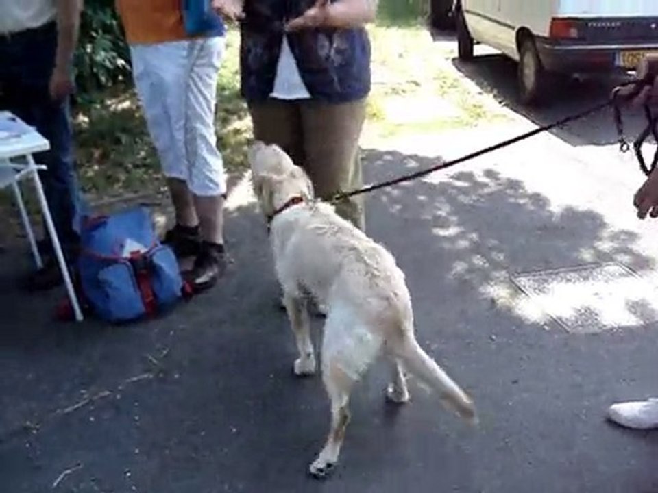 HOLLY golden retriever