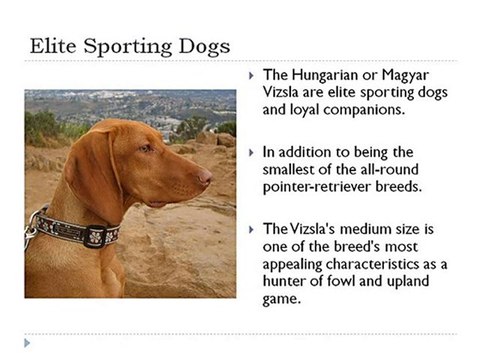 Vizsla Minnesota, Vizslas Minnesota, Vizsla Puppies Minneso