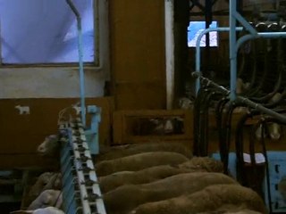 traites des brebis Courtilles juin 2010