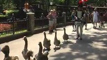 Efteling juni 2010