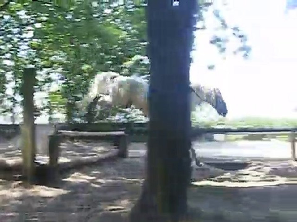 27 juin - Kelly et Ptit Gus