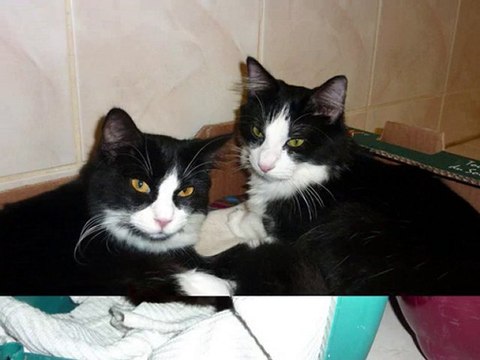 Visite aux chats du refuge des Amis des Bêtes