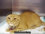 HILARIOUS Very Angry Cat   FUNNY