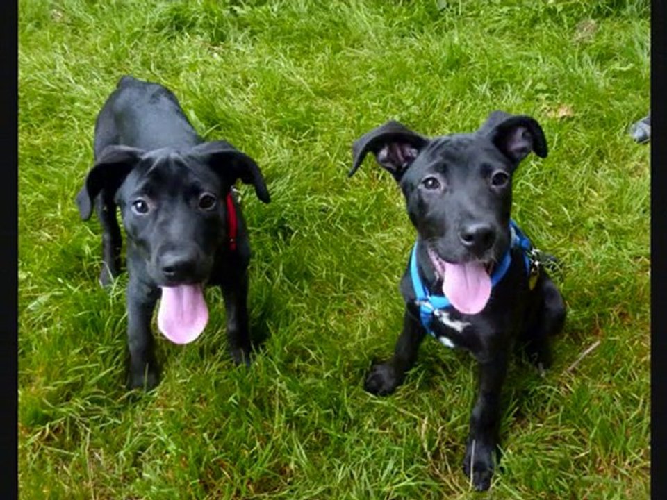 Bob et Lina au refuge des Amis des Bêtes à Aix les Bains