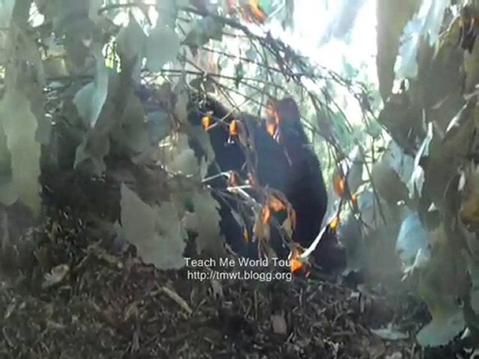 Tasmanian Devil Fedding -TMWT