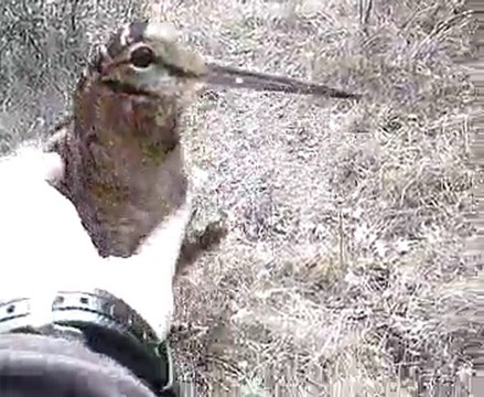 chasse a la becasse avec mon braque allemand