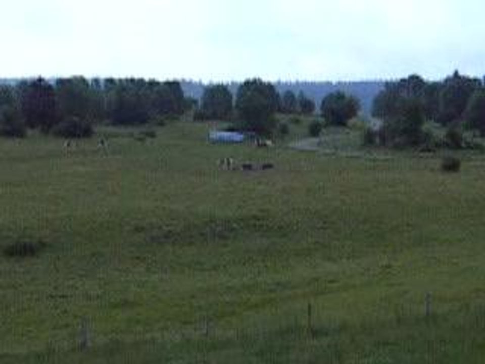 Cloches des vaches