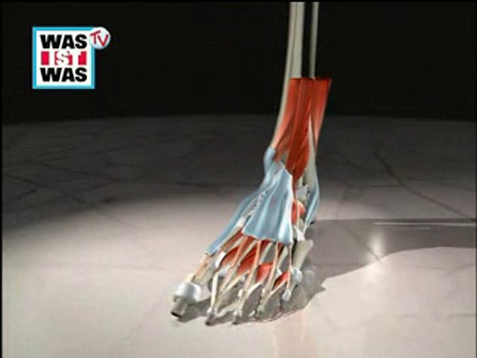 WAS IST WAS TV Körper