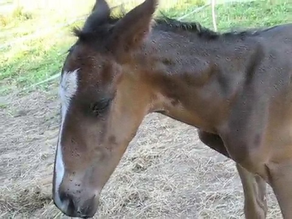 POULAIN