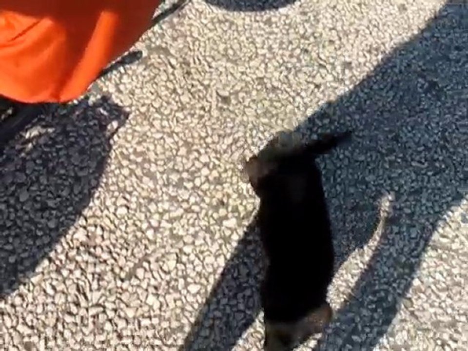 Petit toutou deviendra con