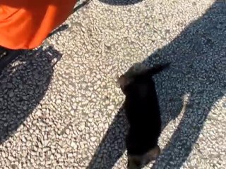 Petit toutou deviendra con