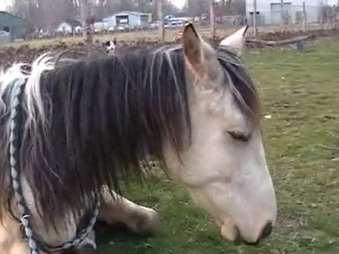 Kit au Galop en Cordelette [ A supprimer ]