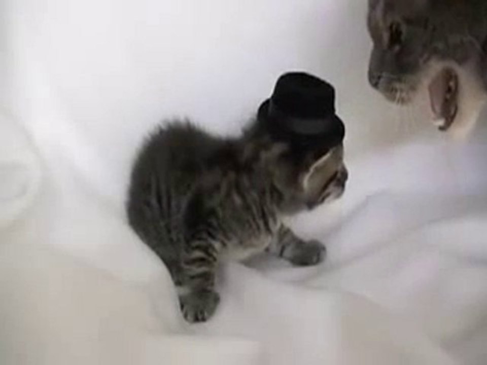 Chat vs chaton