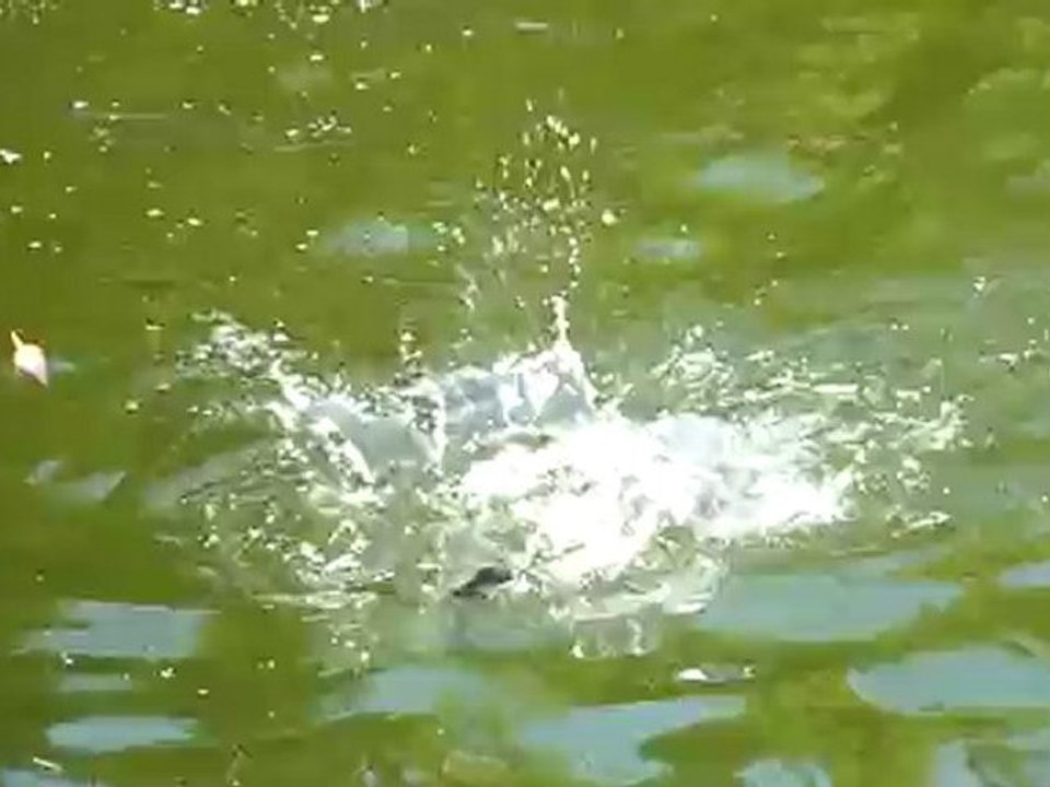a la peche a honfleur