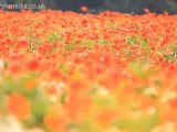 Field of Poppies Kent – Poppy Field