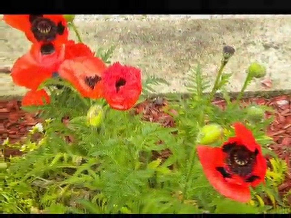 Au clair de mes fleurs