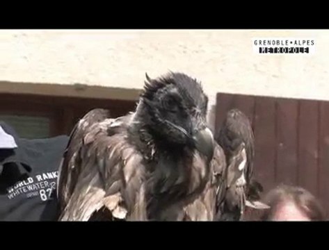 Retour des gypaètes barbus dans le Vercors