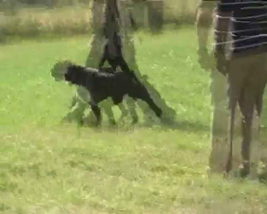 Desgayls Certificat RCI Obéissance