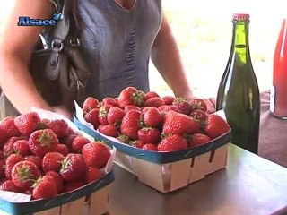 Des fraises bio en libre service ! (Alsace)
