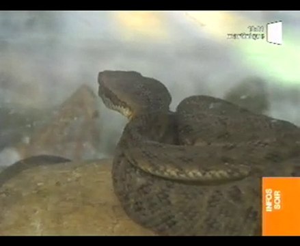 JT rfo martinique Trigonocephale - Bondamanjak