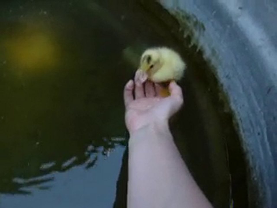 saturnin
