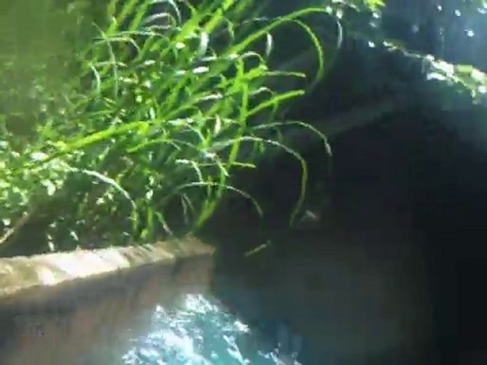 asterix les menhirs avec jc olivier claire lau et max