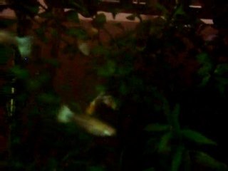 albino american white red tail lepisteslerim.