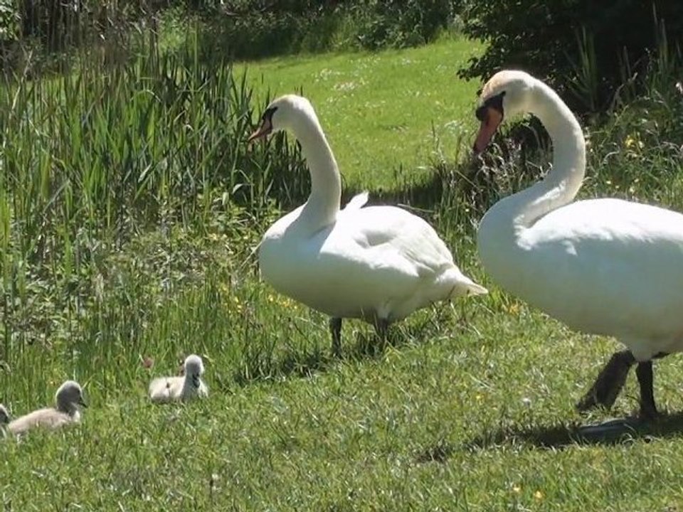 schwan's