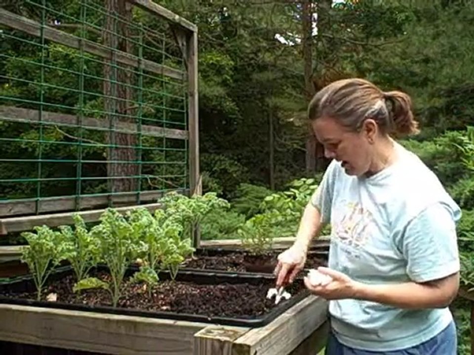 How to Plant Rosemary in GardenRack