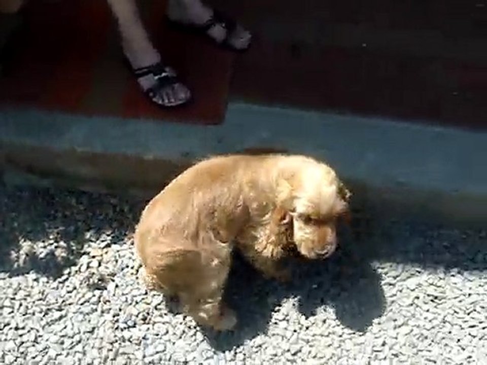 Foebus, mon bebe cocker