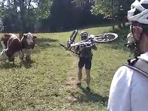 Comment éviter des vaches en VTT