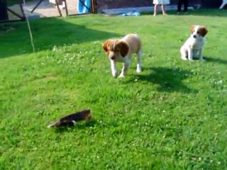 Premier arrêt de Flash de la Côte d'Albâtre