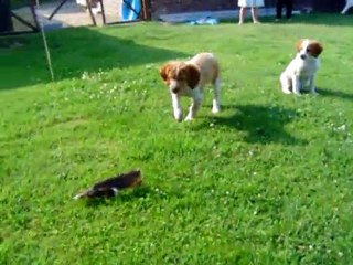 Premier arrêt de Flash de la Côte d'Albâtre