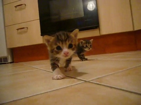 petits chatons mignons qui gambadent