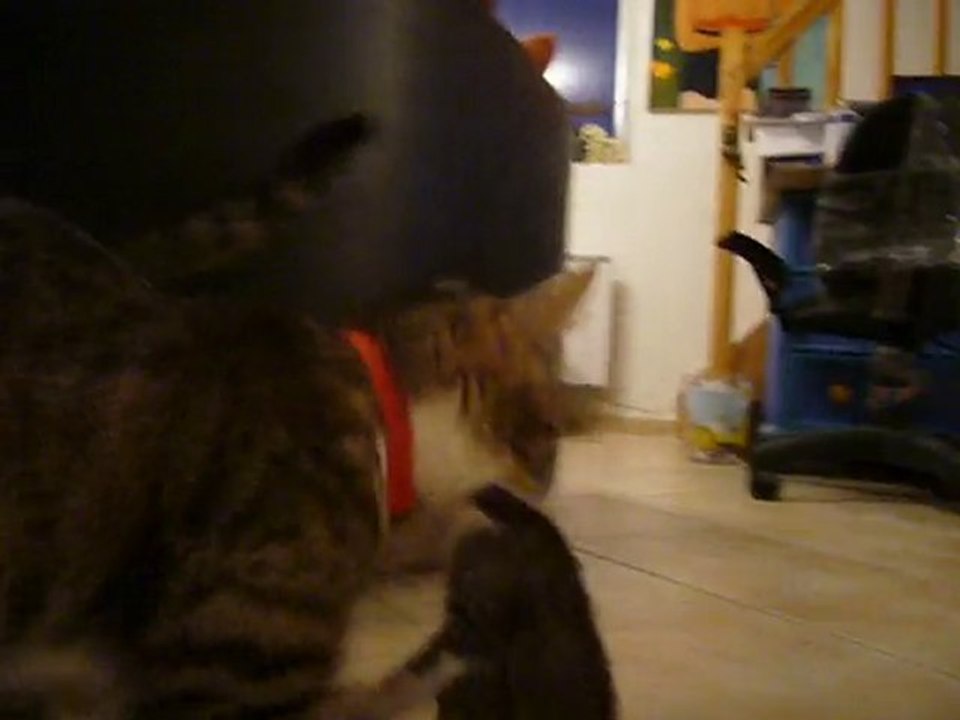et que je t'attrape par le cou !!!