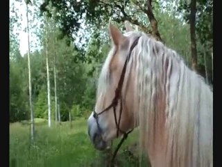 Shaki shaki shaki shaki