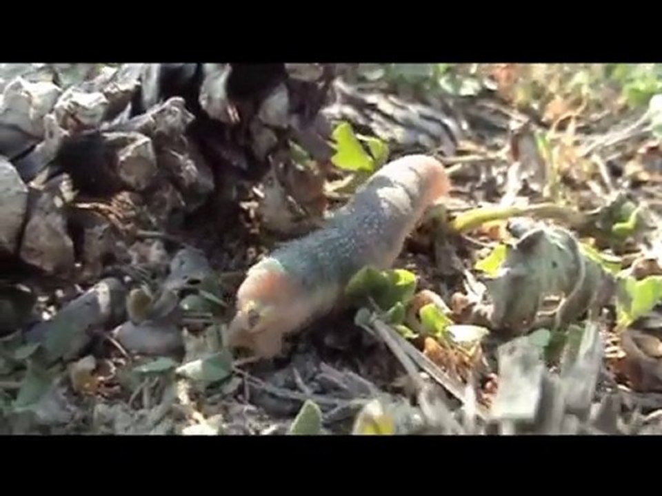 sphinx des villes ou sphinx des champs 29.06.2010