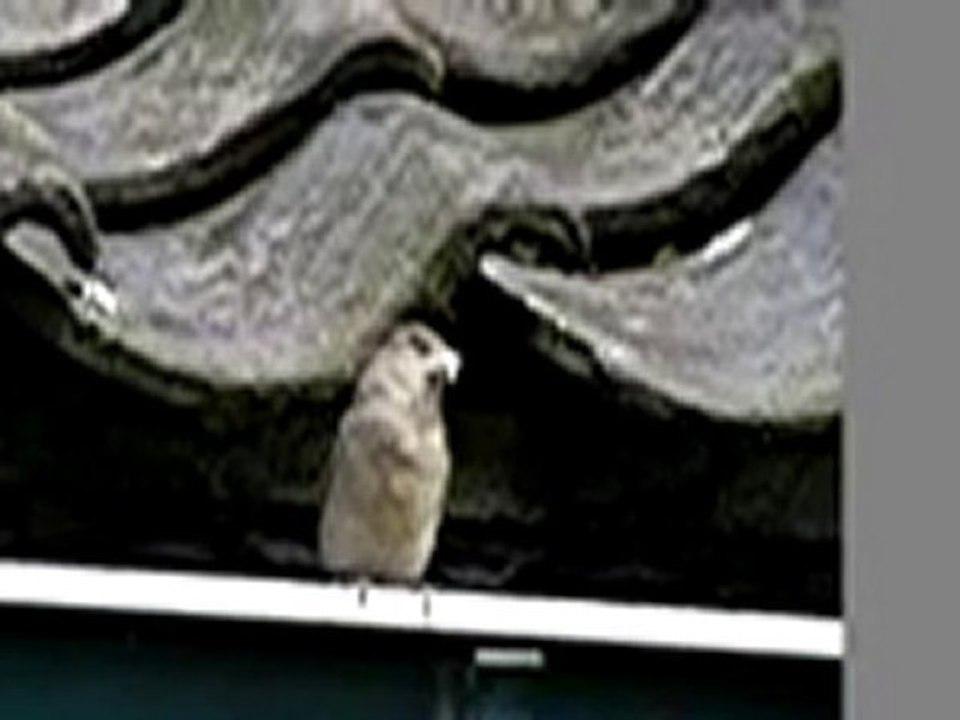 600fps mus Sanyo Xacti pro VPC-FH1