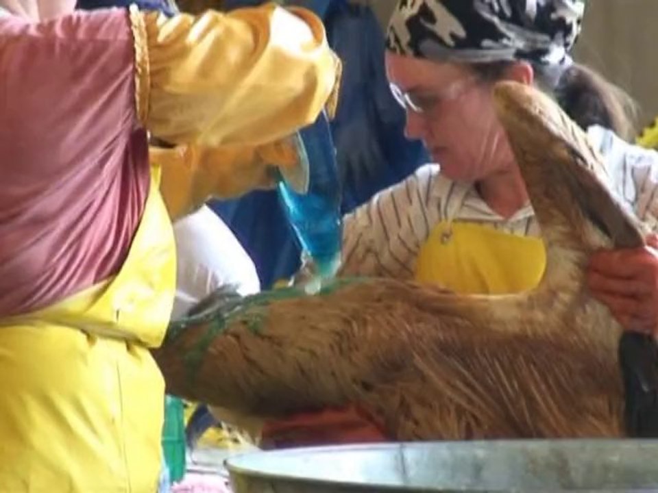 Etats-Unis: faut-il nettoyer les oiseaux de la marée noire?