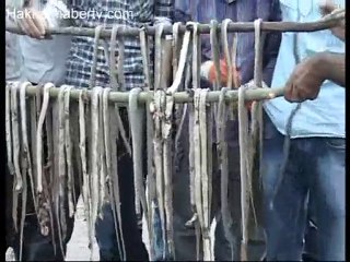 Otluca köyü yılanlara savaş açtı