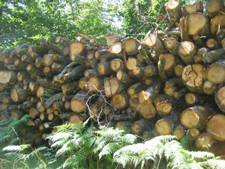 dans la foret