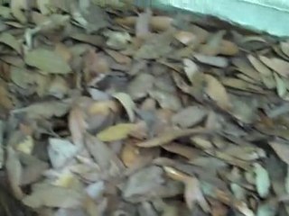 Carpenter ants for sale